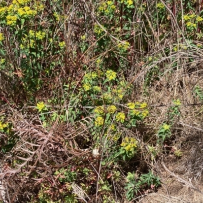 Euphorbia oblongata (Egg-leaf Spurge) at Macgregor, ACT - 24 Sep 2023 by Rosie