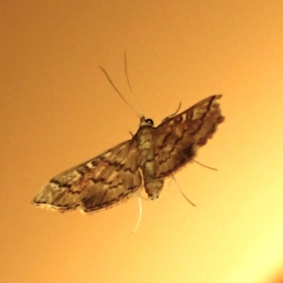 Nacoleia rhoeoalis (A Crambid moth (Spilomelinae) at Cook, ACT - 25 Sep 2023 by CathB
