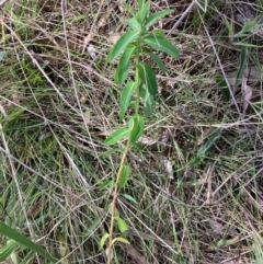 Euphorbia oblongata (Egg-leaf Spurge) at Fraser, ACT - 27 Sep 2023 by Rosie
