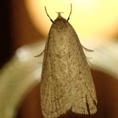 Chezala privatella (A Concealer moth) at Cook, ACT - 25 Sep 2023 by CathB