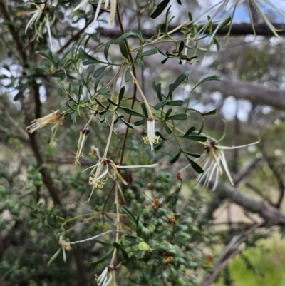 Clematis leptophylla (Small-leaf Clematis, Old Man's Beard) at The Pinnacle - 27 Sep 2023 by sangio7