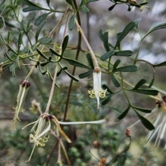 Clematis leptophylla at Hawker, ACT - 27 Sep 2023 12:05 PM