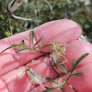 Clematis leptophylla at Hawker, ACT - 27 Sep 2023 12:05 PM