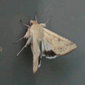 Helicoverpa punctigera at Cook, ACT - 24 Sep 2023 03:59 PM