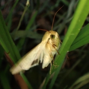 Helicoverpa punctigera at Cook, ACT - 24 Sep 2023 03:59 PM