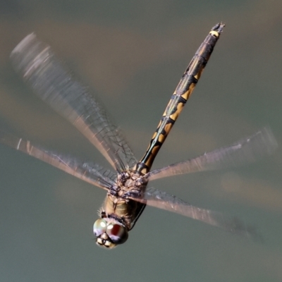 Hemicordulia tau (Tau Emerald) at Wodonga - 27 Sep 2023 by KylieWaldon