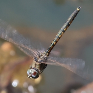 Hemicordulia tau at West Wodonga, VIC - 27 Sep 2023 12:30 PM