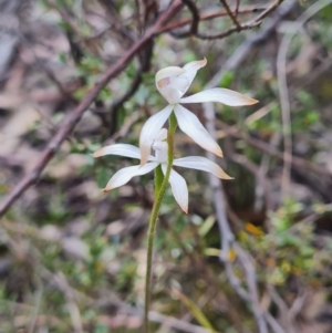 Caladenia ustulata at Stromlo, ACT - suppressed