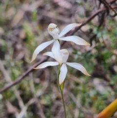 Caladenia ustulata at Stromlo, ACT - suppressed