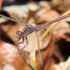 Diplacodes bipunctata (Wandering Percher) at West Wodonga, VIC - 27 Sep 2023 by KylieWaldon