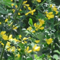 Genista monspessulana (Cape Broom, Montpellier Broom) at West Wodonga, VIC - 27 Sep 2023 by KylieWaldon