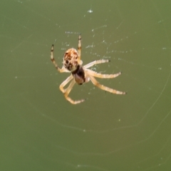 Unidentified Orb-weaving spider (several families) at West Wodonga, VIC - 27 Sep 2023 by KylieWaldon
