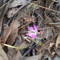Caladenia carnea (Pink Fingers) at Stromlo, ACT - 27 Sep 2023 by WalkYonder