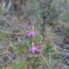 Caladenia carnea at Stromlo, ACT - 27 Sep 2023