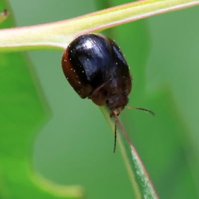 Paropsisterna rufipes (Eucalyptus leaf beetle, Red-footed leaf beatle) at West Wodonga, VIC - 27 Sep 2023 by KylieWaldon