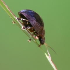 Paropsisterna rufipes at West Wodonga, VIC - 27 Sep 2023 12:34 PM