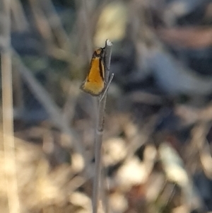 Philobota undescribed species near arabella at Stromlo, ACT - 27 Sep 2023 04:36 PM