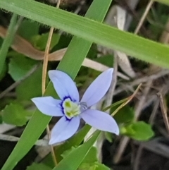 Isotoma fluviatilis subsp. australis (Swamp Isotome) at Block 402 - 27 Sep 2023 by WalkYonder