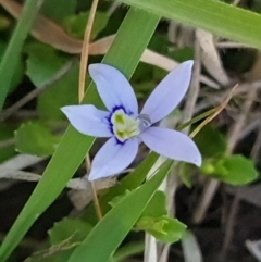 Isotoma fluviatilis subsp. australis at Stromlo, ACT - 27 Sep 2023