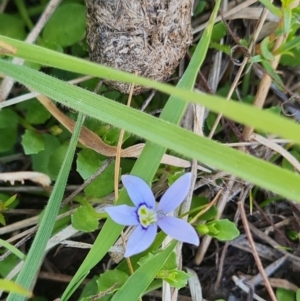 Isotoma fluviatilis subsp. australis at Stromlo, ACT - 27 Sep 2023