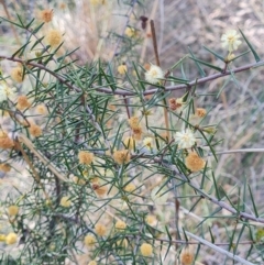 Acacia ulicifolia (Prickly Moses) at Piney Ridge - 27 Sep 2023 by WalkYonder