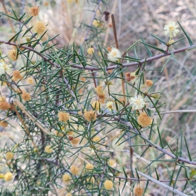 Acacia ulicifolia (Prickly Moses) at Block 402 - 27 Sep 2023 by WalkYonder