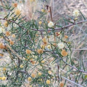 Acacia ulicifolia at Stromlo, ACT - 27 Sep 2023