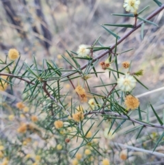 Acacia ulicifolia at Stromlo, ACT - 27 Sep 2023