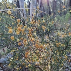 Acacia ulicifolia at Stromlo, ACT - 27 Sep 2023