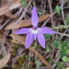 Glossodia major (Wax Lip Orchid) at Block 402 - 27 Sep 2023 by WalkYonder