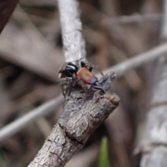 Maratus pavonis (Dunn's peacock spider) at Murrumbateman, NSW - 26 Sep 2023 by SimoneC