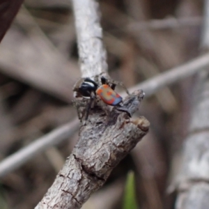 Maratus pavonis at Murrumbateman, NSW - suppressed