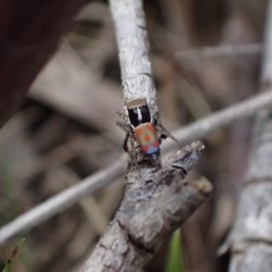 Maratus pavonis at Murrumbateman, NSW - suppressed