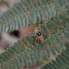 Maratus pavonis at Murrumbateman, NSW - 26 Sep 2023