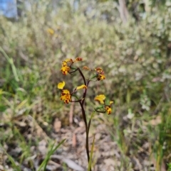 Diuris pardina (Leopard Doubletail) at Block 402 - 27 Sep 2023 by WalkYonder