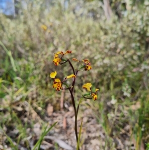 Diuris pardina at Stromlo, ACT - suppressed