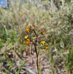 Diuris pardina (Leopard Doubletail) at Stromlo, ACT - 27 Sep 2023 by WalkYonder