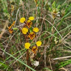 Diuris pardina at Stromlo, ACT - suppressed