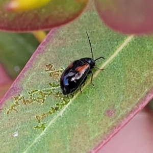 Monolepta minima at Bobundara, NSW - 27 Sep 2023