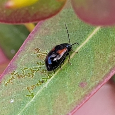 Monolepta minima (Leaf beetle) at Bobundara Nature Reserve - 27 Sep 2023 by trevorpreston