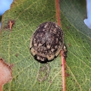 Trachymela sp. (genus) at Bobundara, NSW - 27 Sep 2023