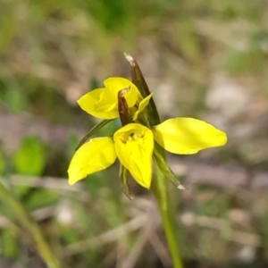 Diuris chryseopsis at Stromlo, ACT - suppressed