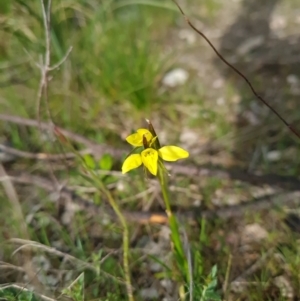 Diuris chryseopsis at Stromlo, ACT - suppressed