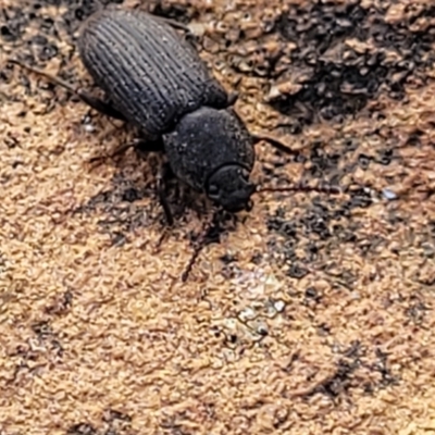 Isopteron sp. (genus) (A darkling beetle) at Bobundara Nature Reserve - 27 Sep 2023 by trevorpreston