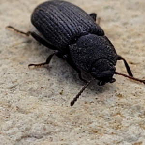 Isopteron sp. (genus) at Bobundara, NSW - 27 Sep 2023