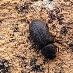 Isopteron sp. (genus) at Bobundara, NSW - 27 Sep 2023