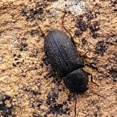 Isopteron sp. (genus) at Bobundara, NSW - 27 Sep 2023