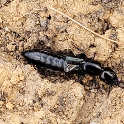 Staphylinidae (family) (Rove beetle) at Bobundara, NSW - 27 Sep 2023 by trevorpreston