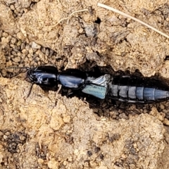 Staphylinidae (family) at Bobundara, NSW - 27 Sep 2023 04:25 PM