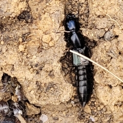 Staphylinidae (family) at Bobundara, NSW - 27 Sep 2023 04:25 PM